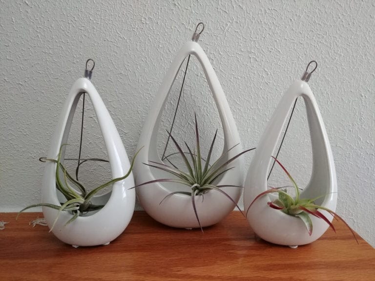Air Plants