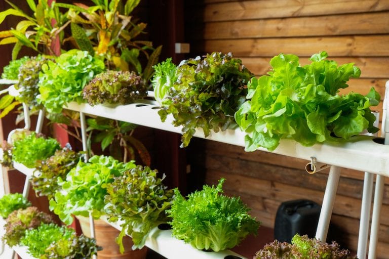 Hydroponic vegetables growing