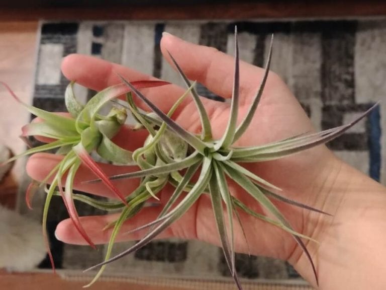 Air Plants