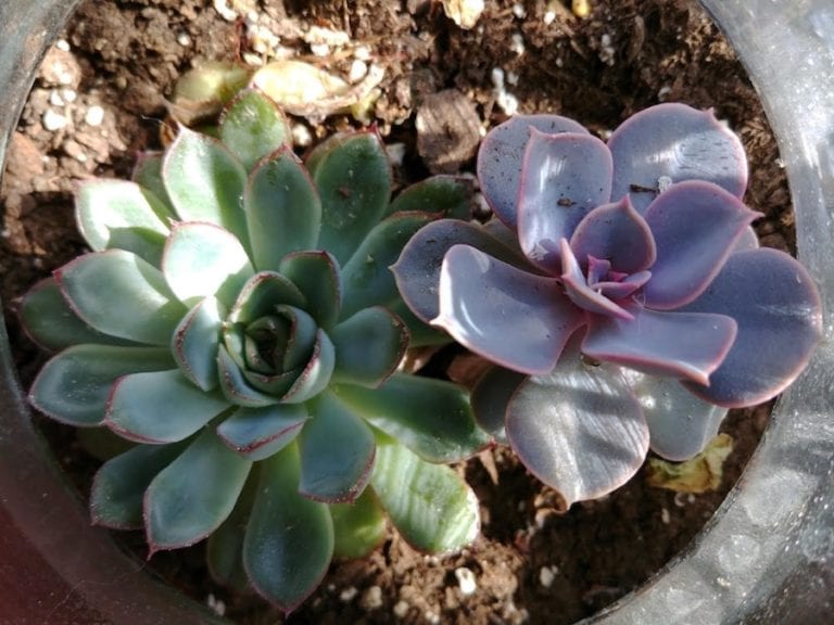 How to Propagate Succulents