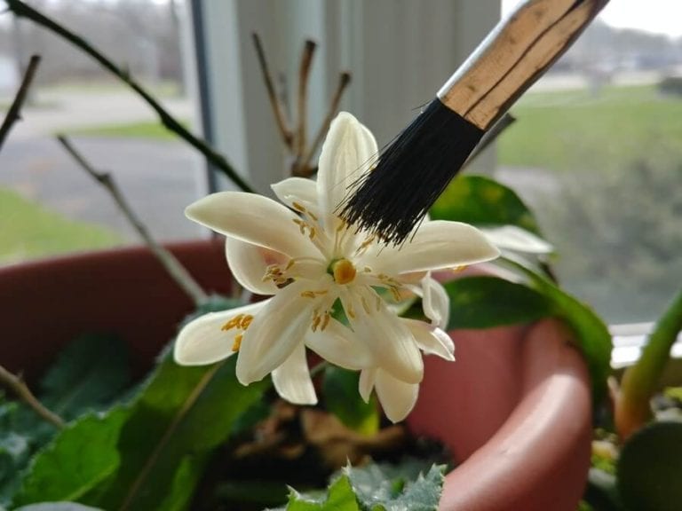 Pollinating Indoor Plants