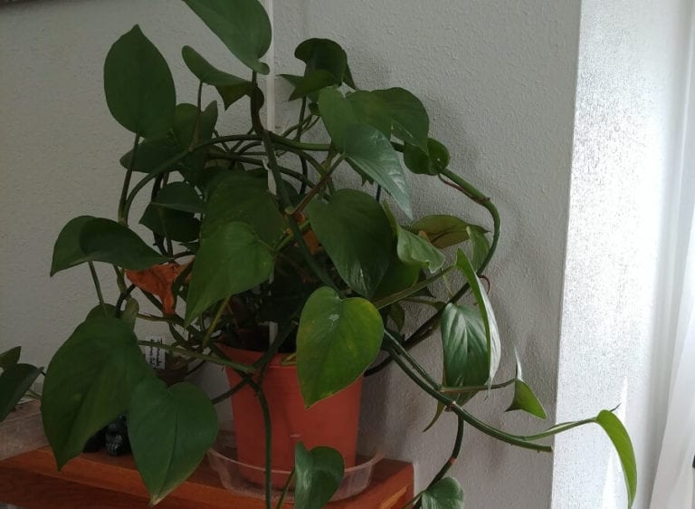 Pothos