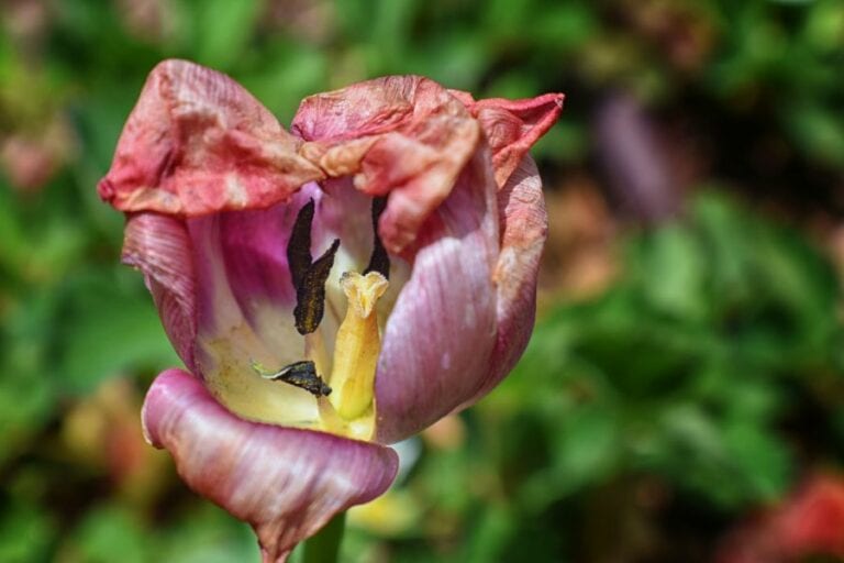 Dying Tulip