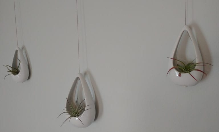 Air Plants