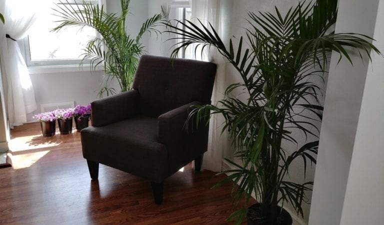 Health Benefits of Indoor Plants