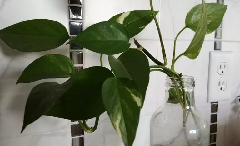 Pothos in Water