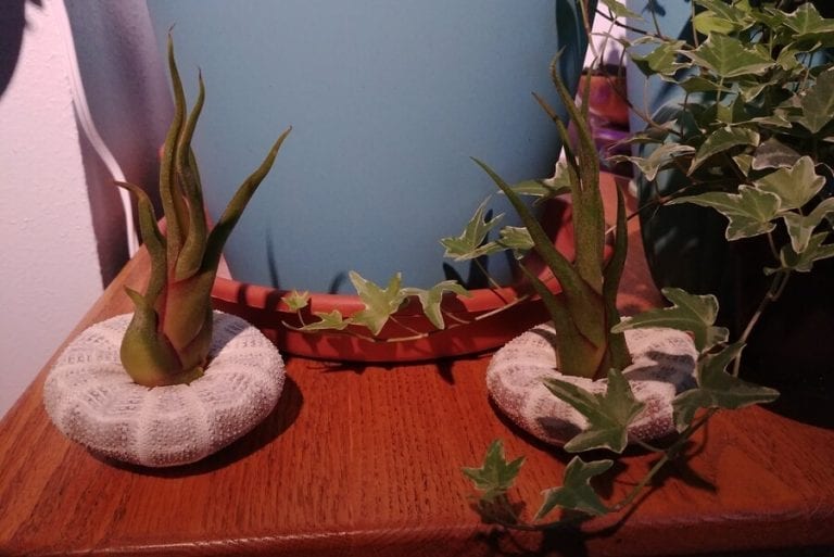 Air Plants