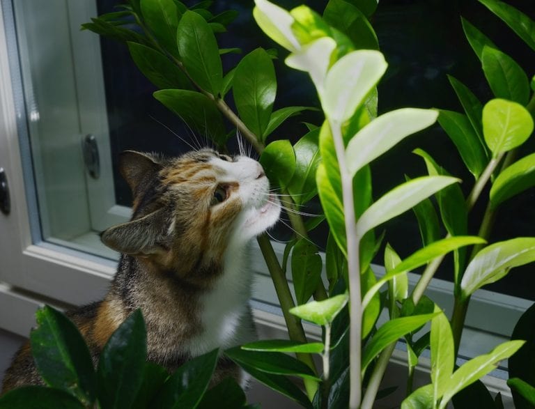 cat eating houseplant aroid palm, zamioculcas