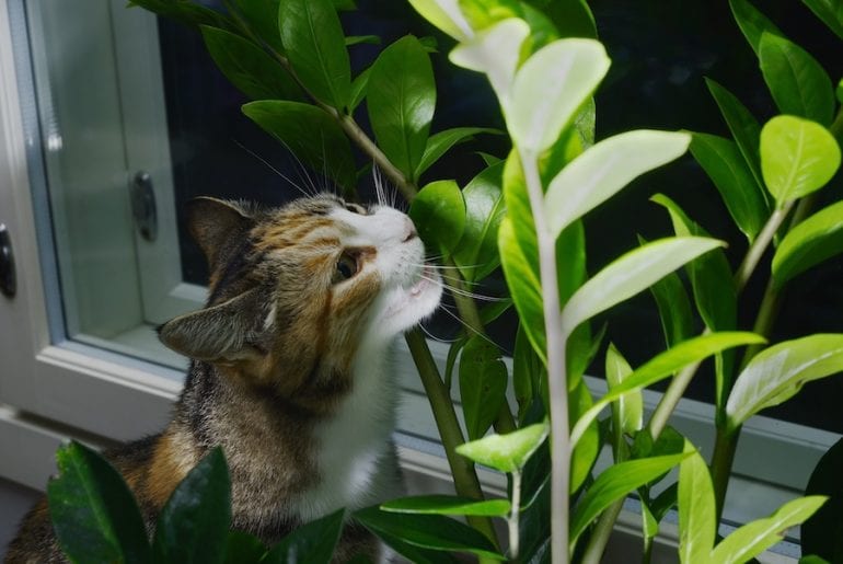 7 Effective Ways to Keep Cats out of Indoor Plants The