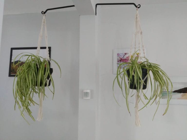 Hanging Spider Plants