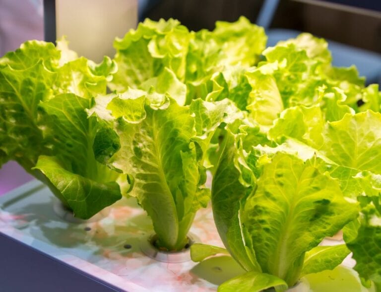 Lettuce Growing Under Artificial Lights