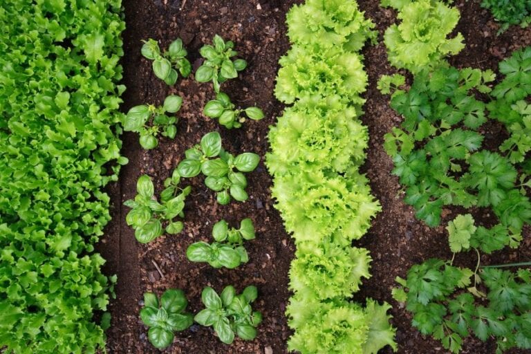 Vegetable Garden