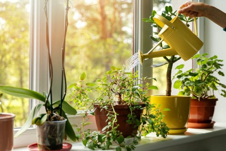 Watering Indoor Plants