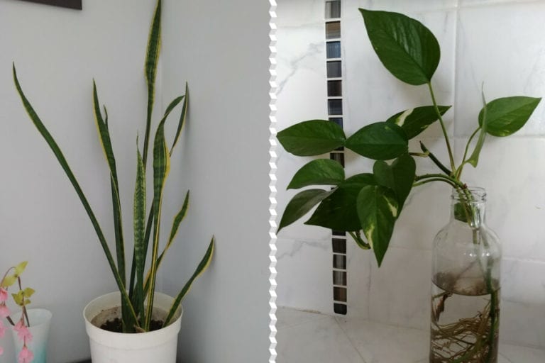 Low-Light Plants (Pothos and Snake Plant)