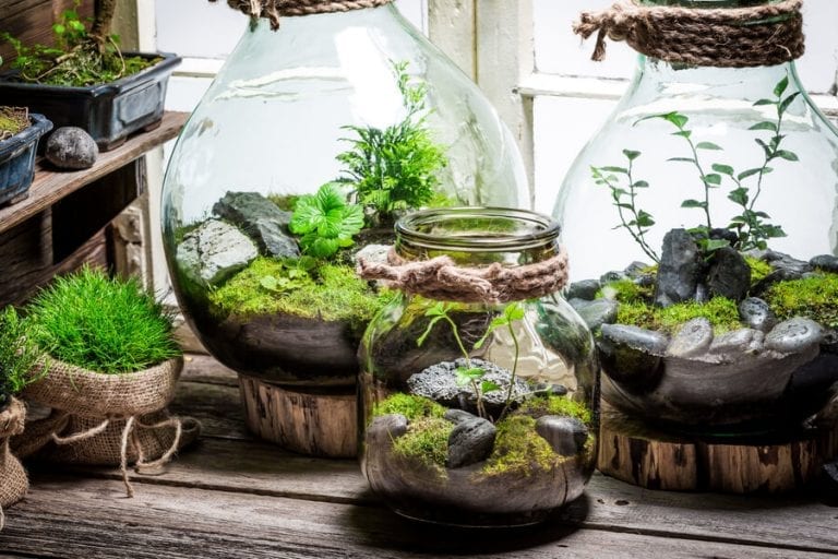 Terrariums