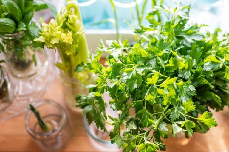 Growing Fresh Herbs Indoors
