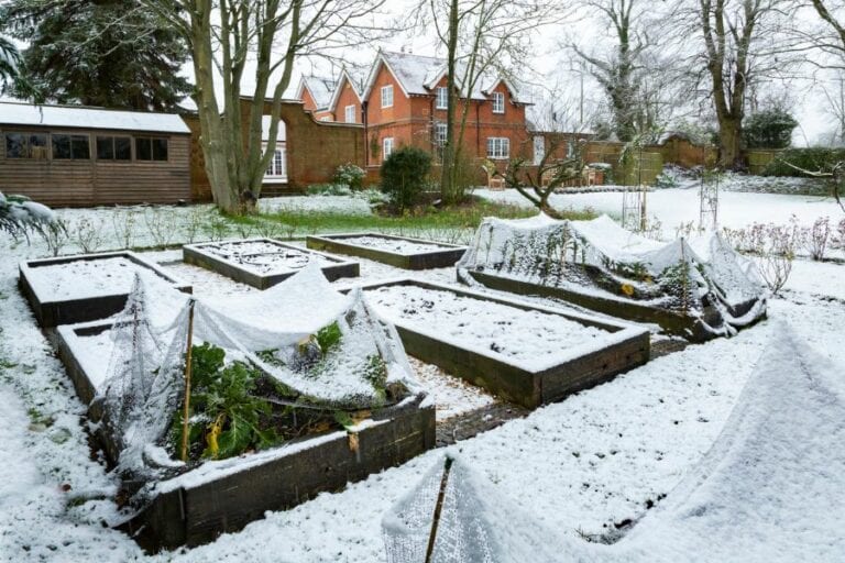 Raised Garden Beds Covered in Snow