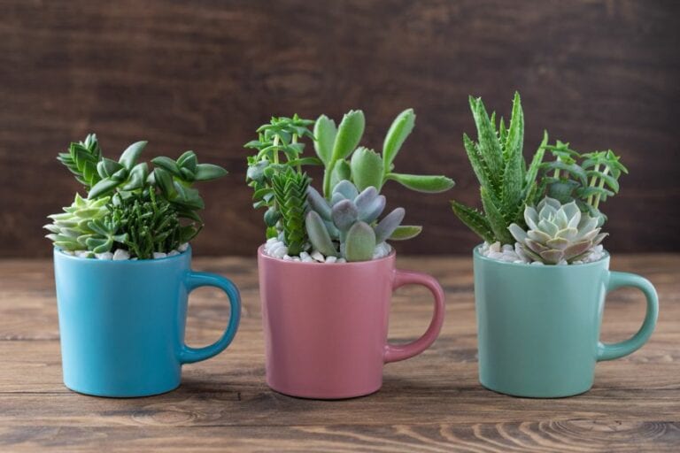 Succulents in Coffee Mugs