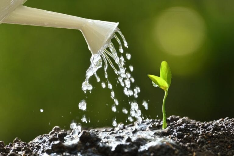 Watering a Seedling