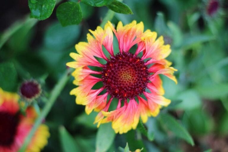 Blanket Flower
