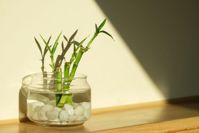 Lucky Bamboo