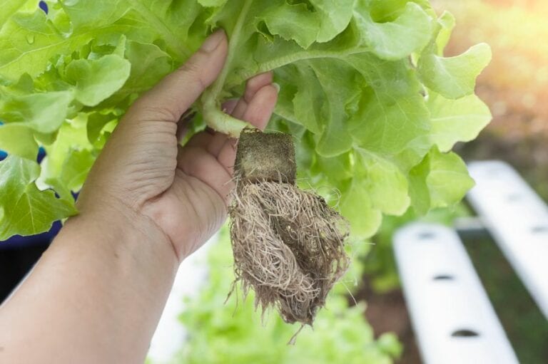 Aeroponics vs Hydroponics