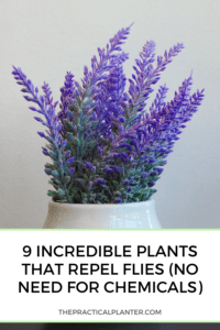 7 plants that repel fruit flies and keep them out of your home