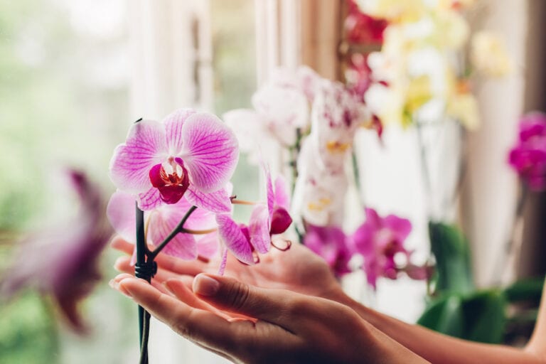 Woman holding orchids flowers on window sill