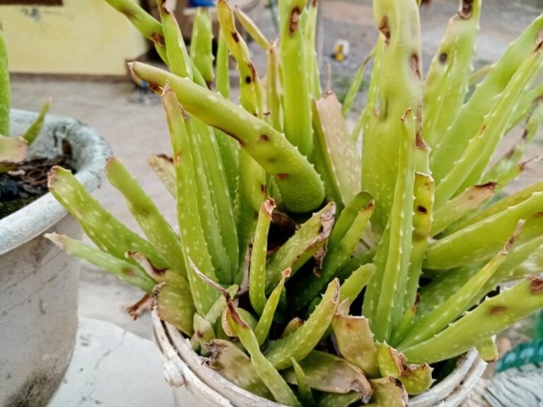 Aloe Vera with Brown Spots