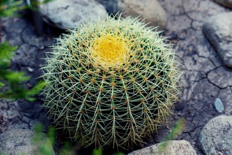 Barrel Cactus