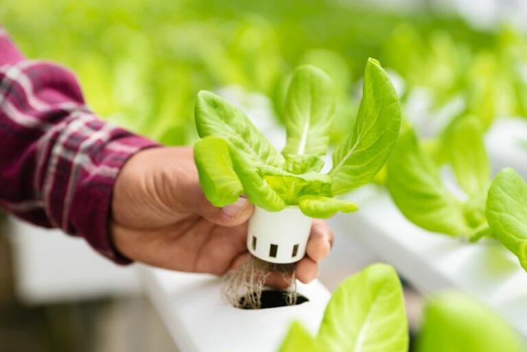 Plants Grown with Hydroponics