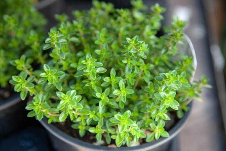 Potted Thyme Plant