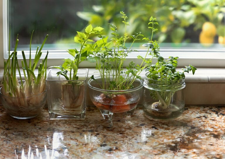 Re-Growing Vegetables Indoors