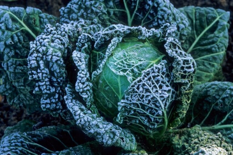 Snow on Cabbage