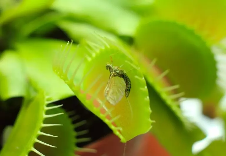 9 Incredible Plants That Repel Flies (No Need for Chemicals)
