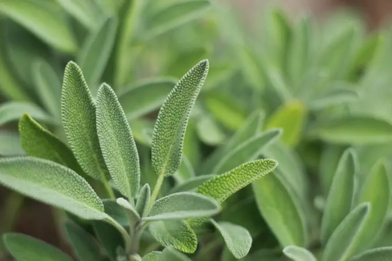 4 Plants to Keep Mice From Invading Your Yard and Home The Practical Planter