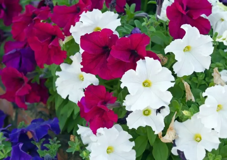 Petunias