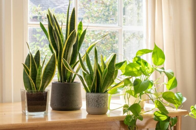Potted Indoor Snake Plants