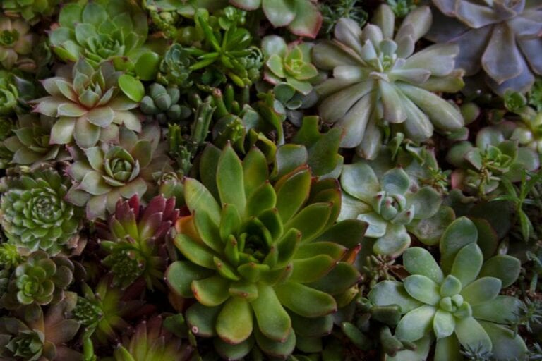 Various Small Succulents