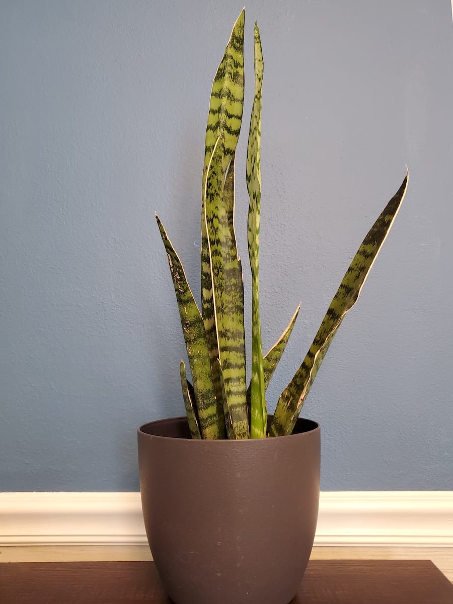 How Fast Do Snake Plants Grow? - The Practical Planter