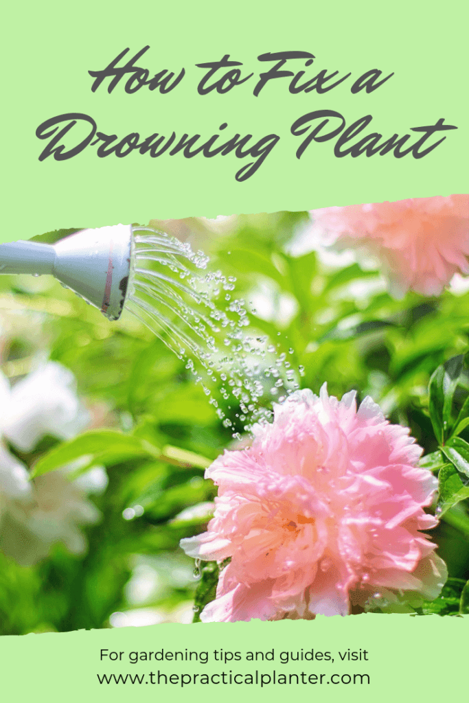 Are You Over Watering Indoor Plants? How to Fix a Drowning Plant