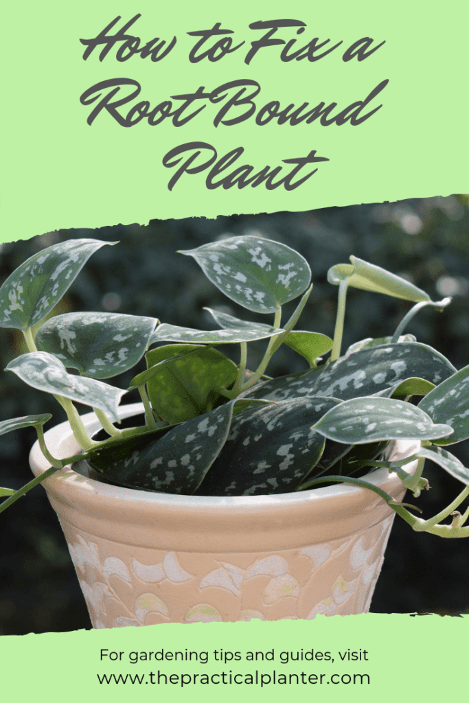 How to Fix a Root Bound Plant (When It�s Outgrown Its How to Fix a Root Bound Plant (When It�s Outgrown Its