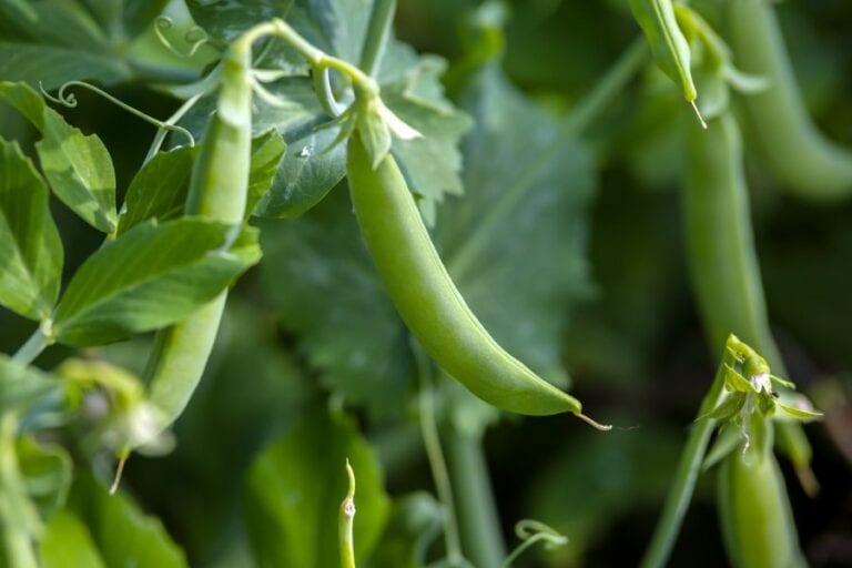 Grean Peas