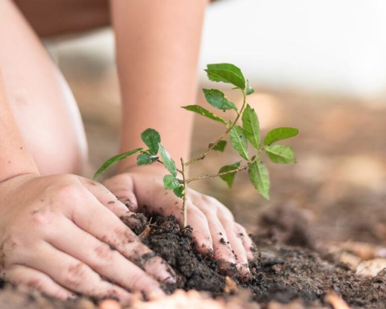 Planting