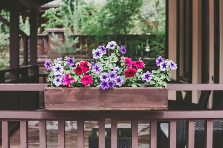 Potted Petunias