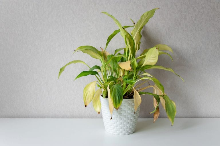 Wilting and drooping house plant