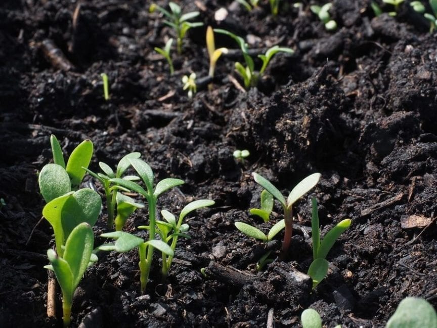 What You Should Do to Fix Nitrogen Deficiency in Plants