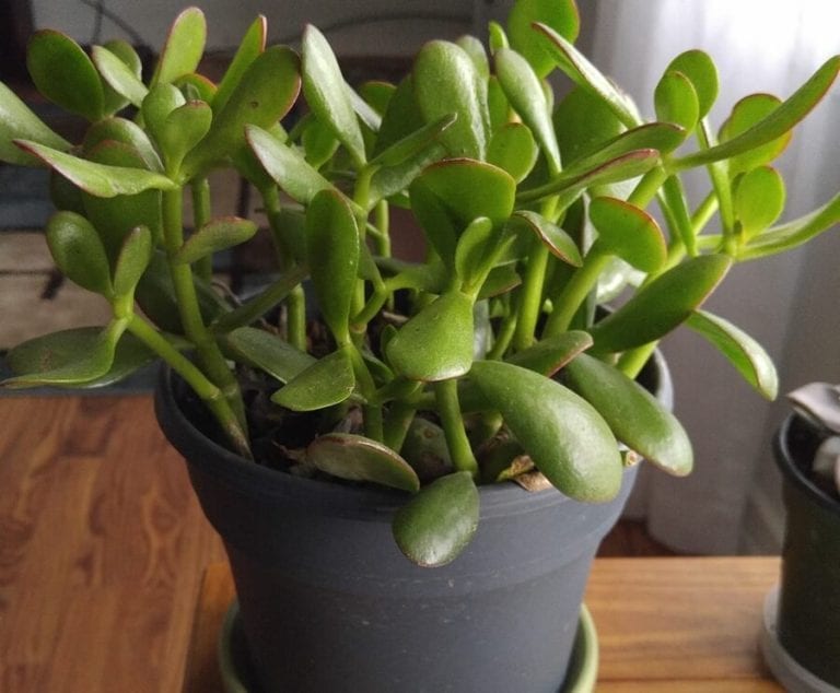 How to Fix a Root Bound Plant (When It�s Outgrown Its How to Fix a Root Bound Plant (When It�s Outgrown Its