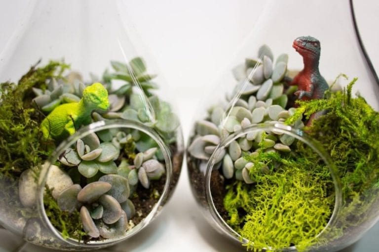 Mini Succulent Terrariums
