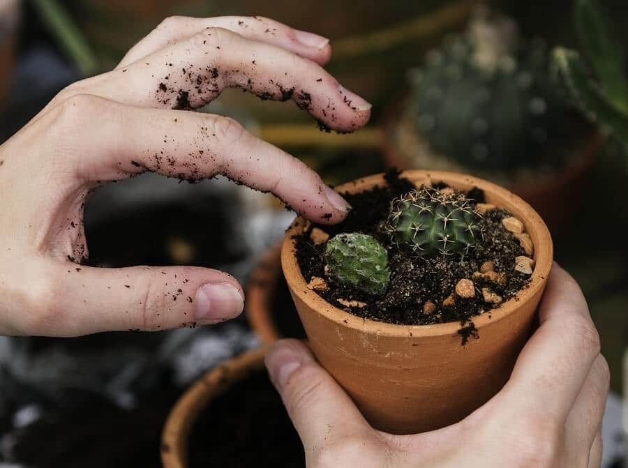 How to Aerate Soil in Potted Plants (And Why You Should Do
